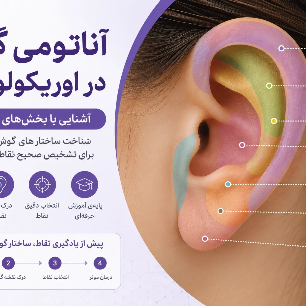 نقشه برچسب‌دار لاله گوش؛ محل هلیکس، آنتی‌هلیکس، حفره مثلثی، کونکا، تراگوس، آنتی‌تراگوس و نرمه گوش