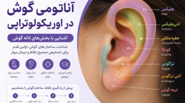 آناتومی گوش در اوریکولوتراپی؛ شناخت بخش‌های لاله گوش
